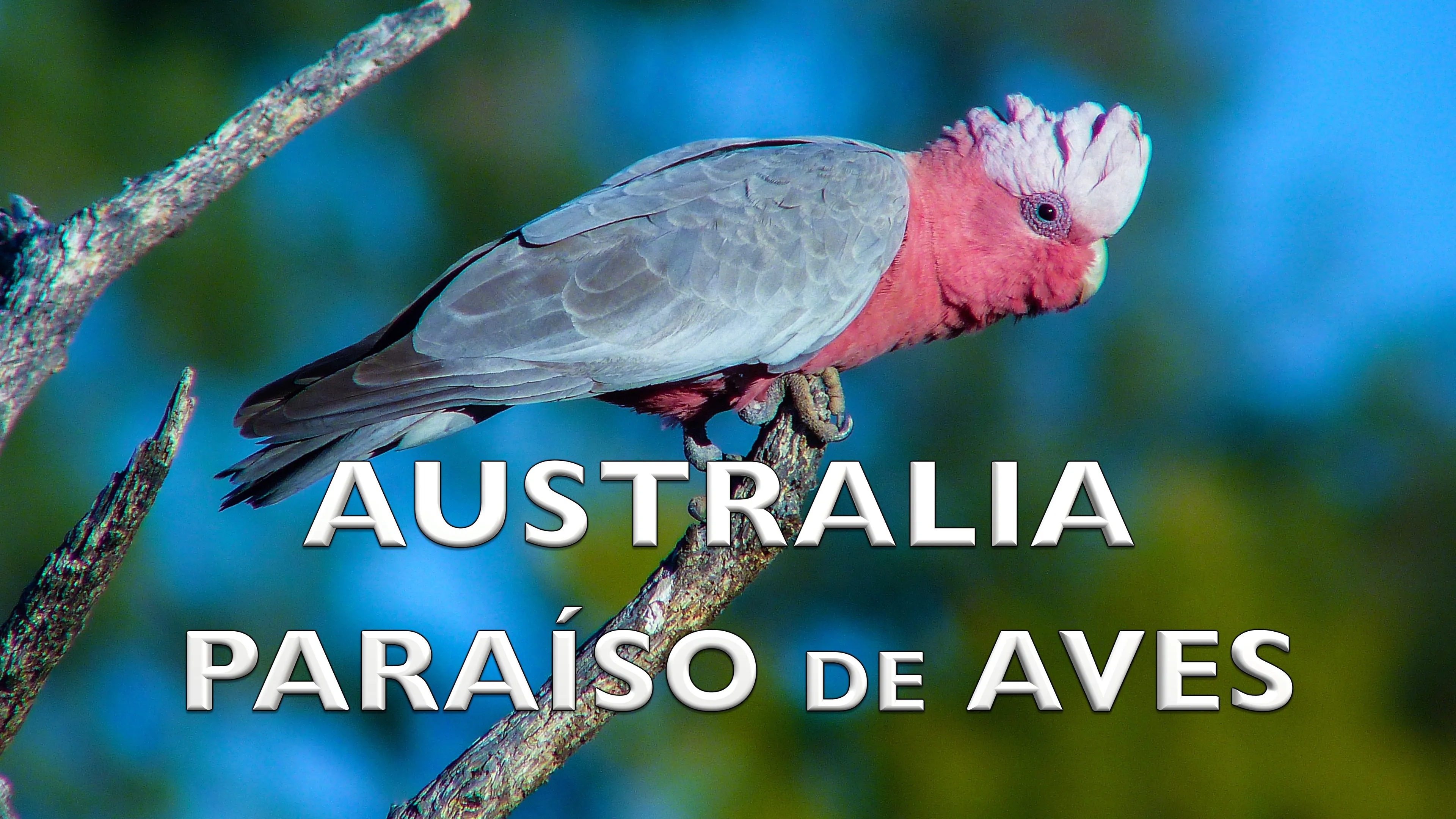 Australia, Paraíso de Aves poster
